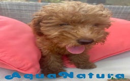 Caniche Enano perros en venta: Caniche Hembra Virgi AQUANATURA - Imagen 2