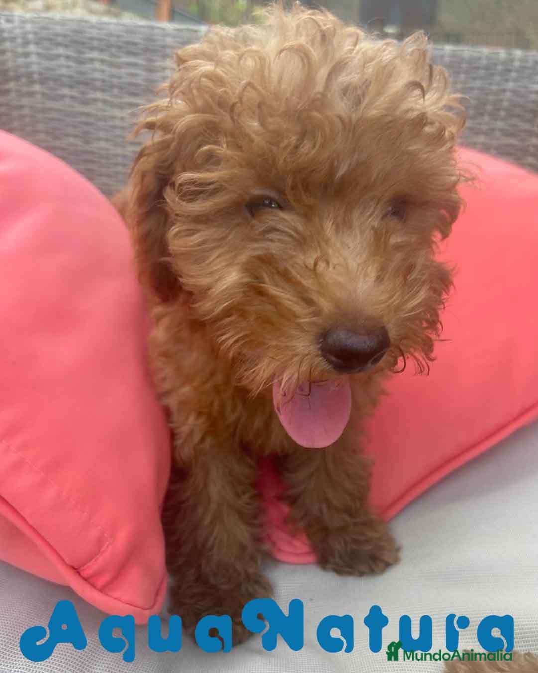 Caniche Enano perros en venta: Caniche Hembra Virgi AQUANATURA - Imagen 2