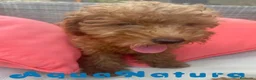 Caniche Enano perros en venta: Caniche Hembra Virgi AQUANATURA - Anuncio 2