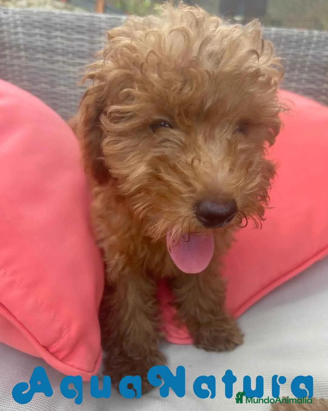 Caniche Enano perros en venta: Caniche Hembra Virgi AQUANATURA - Anuncio 2