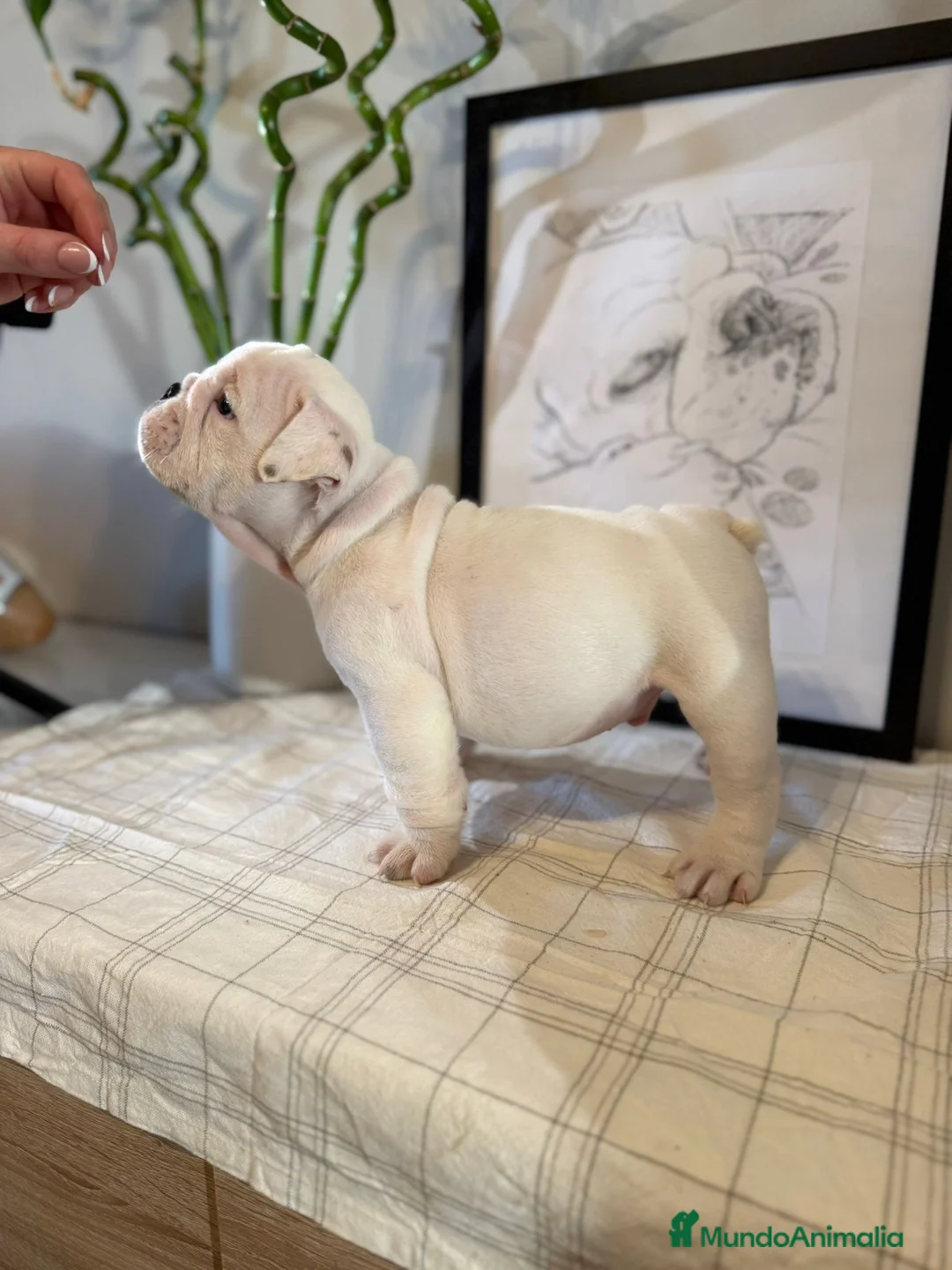 Bulldog Inglés perros en venta: Bulldog ingles calidad  - Anuncio 2