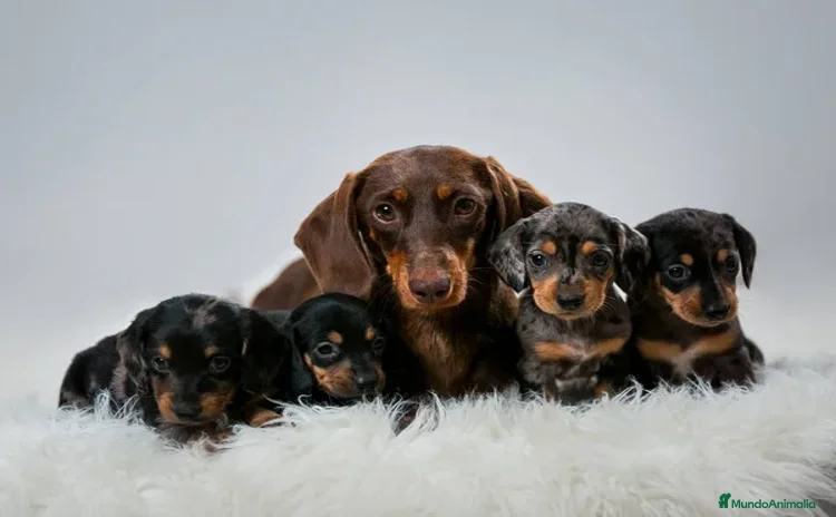 Teckel Miniatura perros - Anuncio 17