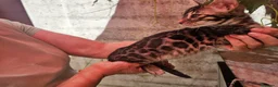 Bengalí gatos en venta: Bengalí - Anuncio 4