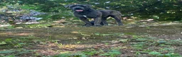 Cane Corso perros en venta: Cane corso  - Anuncio 24