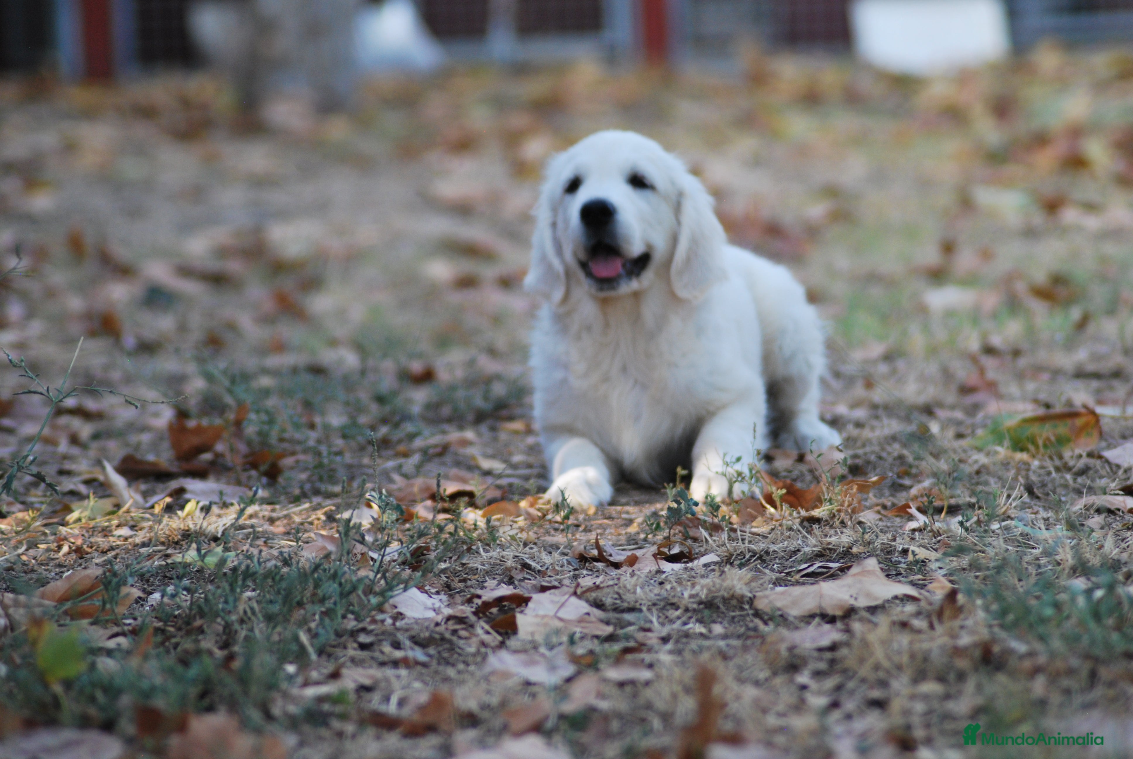Golden Retriever perros Cachorros de Golden retriever en Madrid - Anuncio 11