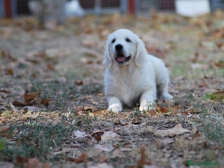 Golden Retriever perros en Madrid - Anuncio 25