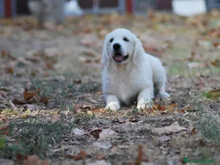 Golden Retriever perros Cachorros de Golden retriever en Madrid - Anuncio 8