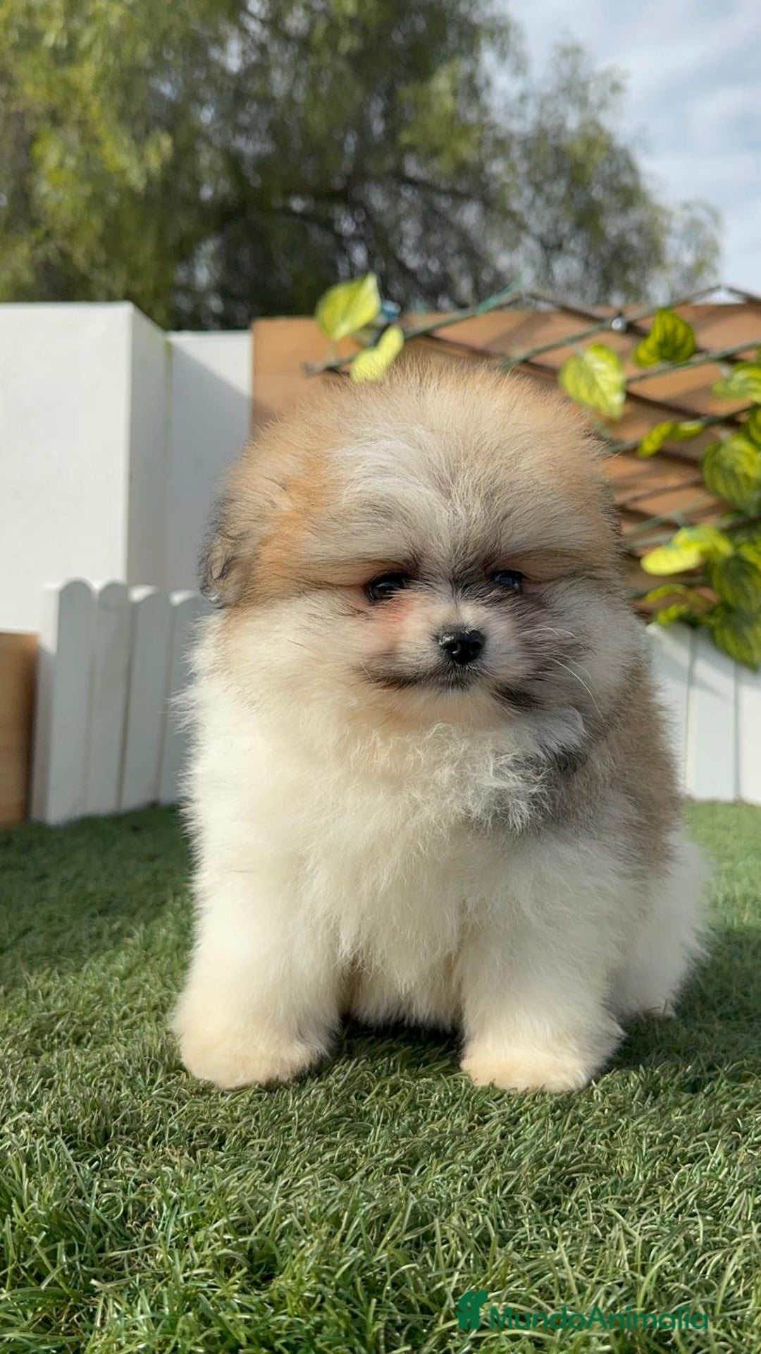 Pomerania perros en venta: POMERANIA HEMBRA - Anuncio 2