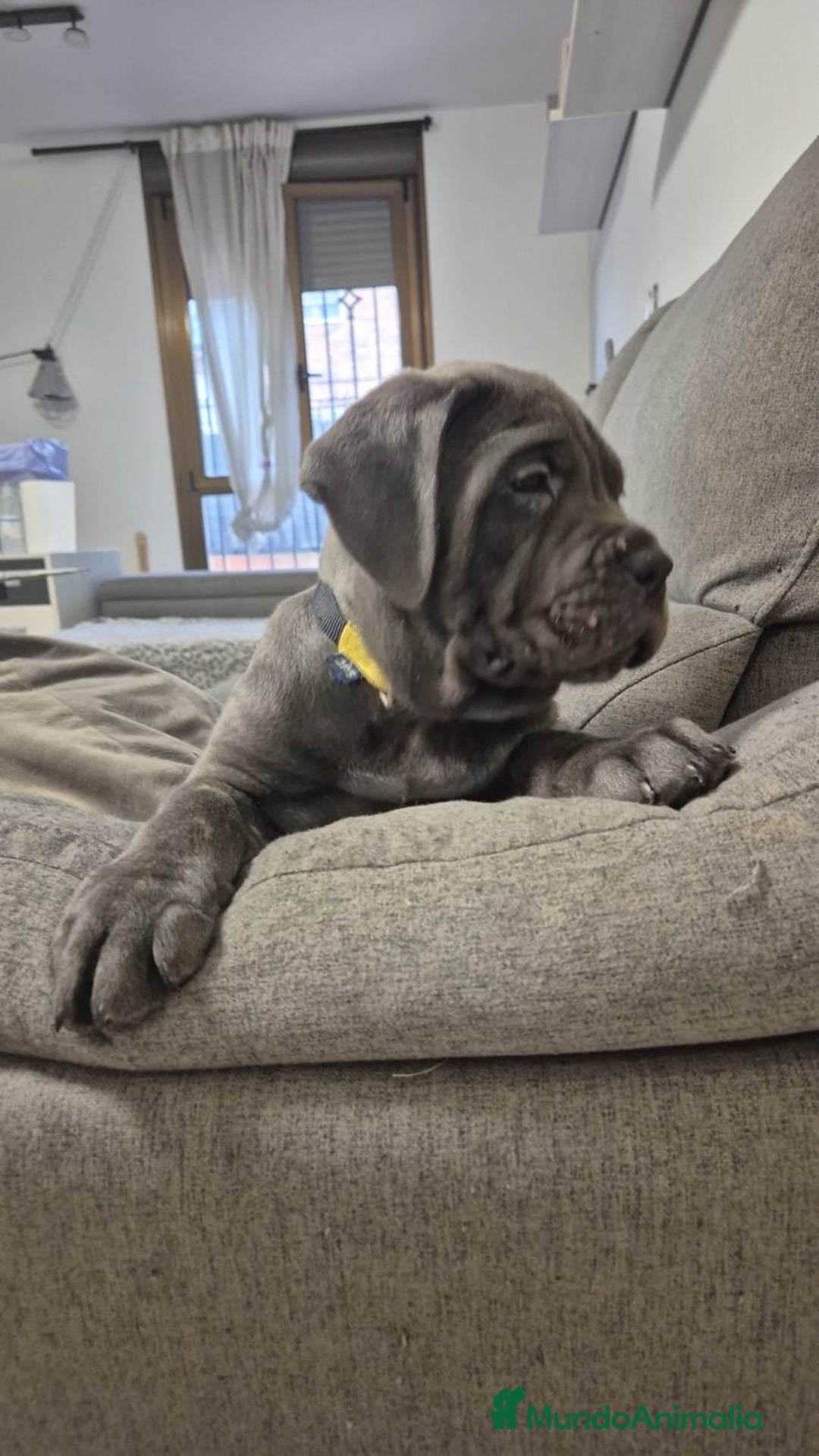Cane Corso perros en venta: CACHORROS CANE CORSO  - Anuncio 8