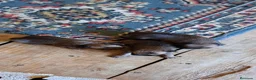Grifón de Bruselas perros en venta: Griffon de bruselas - Anuncio 4