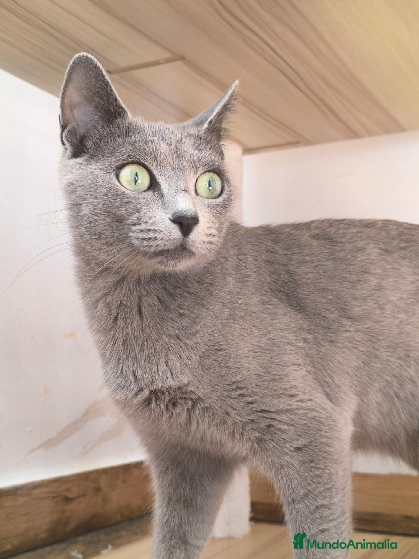 Azul Ruso gatos Camada de azul ruso  - Anuncio 1