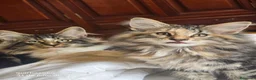 Bosque de Noruega gatos en venta: Bosque de Noruega gatitos disponibles. - Anuncio 4