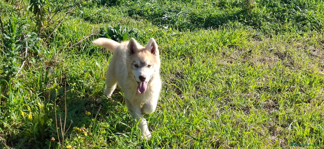 Husky Siberiano perros en venta: Cachorro husky - Anuncio 1