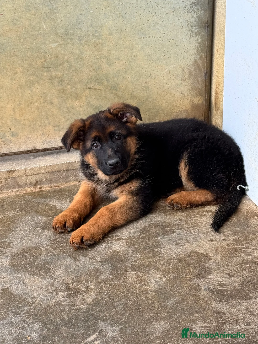 Pastor Alemán perros en venta: CACHORROS DE PASTOR ALEMAN - Anuncio 2