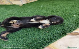 Pastor Australiano perros en venta: PASTOR AUSTRALIANO MINI - Anuncio 5