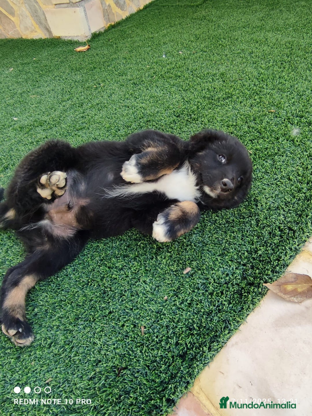 Pastor Australiano perros en venta: PASTOR AUSTRALIANO MINI - Anuncio 5