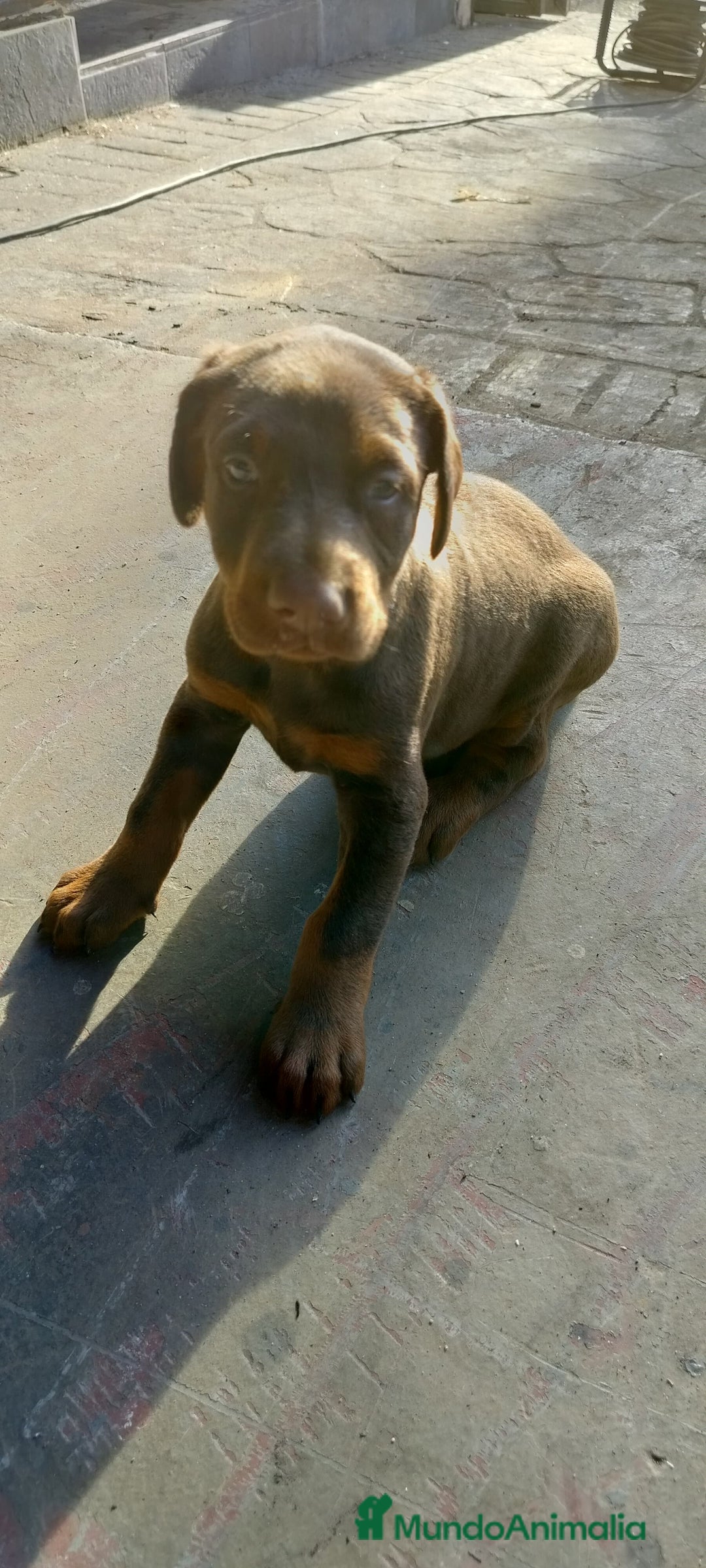 Dobermann perros en venta: Doberman  - Anuncio 4