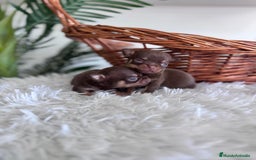 Chihuahua perros en venta: CHIHUAHUA MACHO CHOCOLATE & TAN - Imagen 2