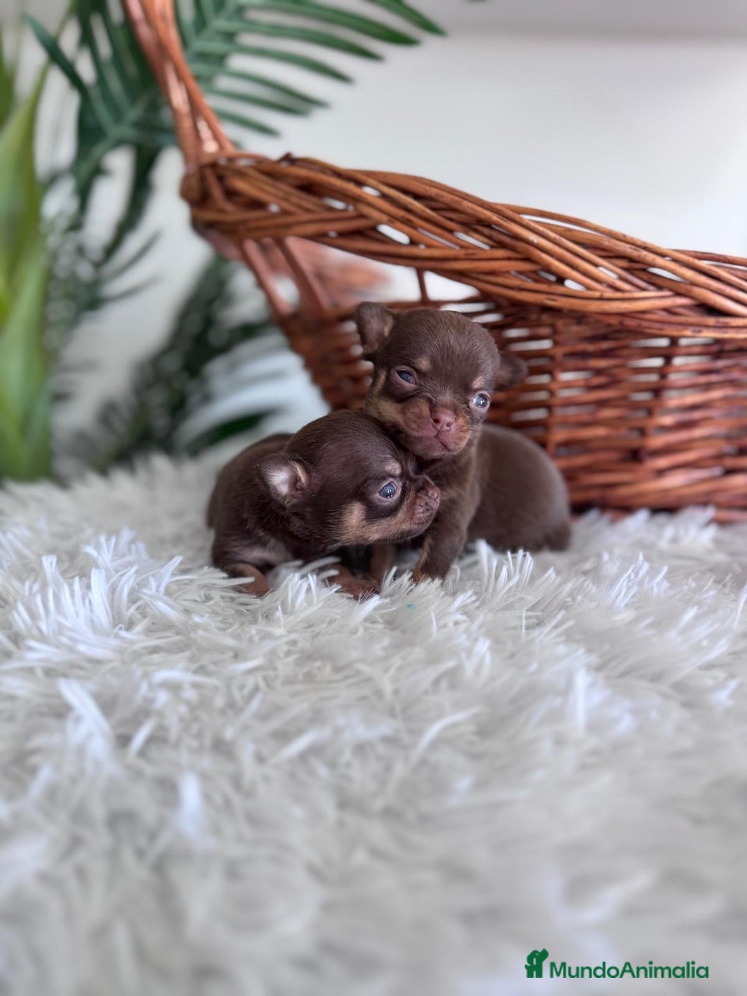 Chihuahua perros en venta: CHIHUAHUA MACHO CHOCOLATE & TAN - Imagen 2