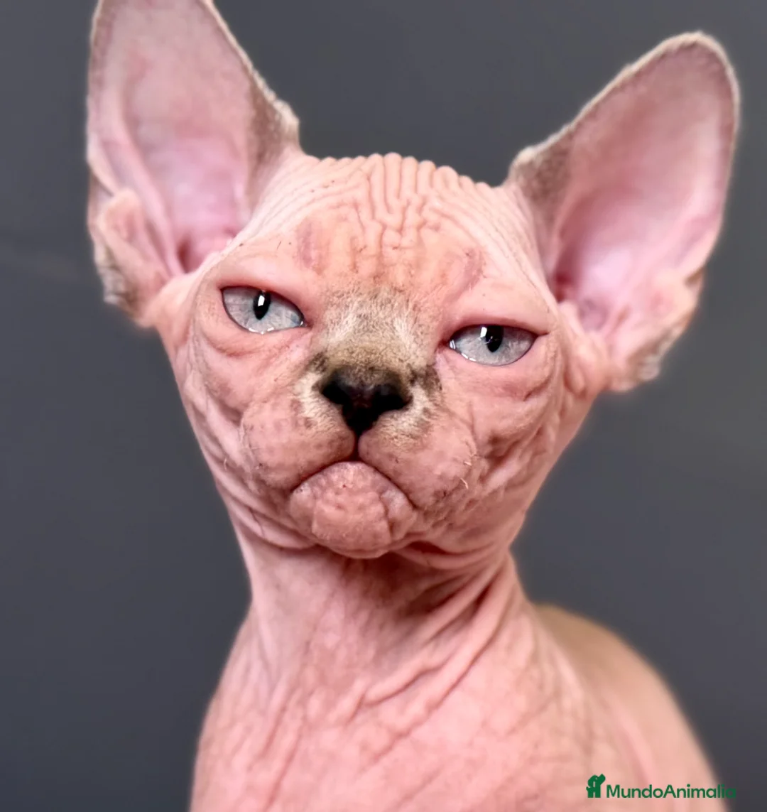Sphynx gatos en venta: Última preciosa Sphynx con pedigree  - Anuncio 2