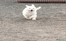 Pastor Blanco Suizo perros en venta: Pastor Blanco Suizo  - Anuncio 11