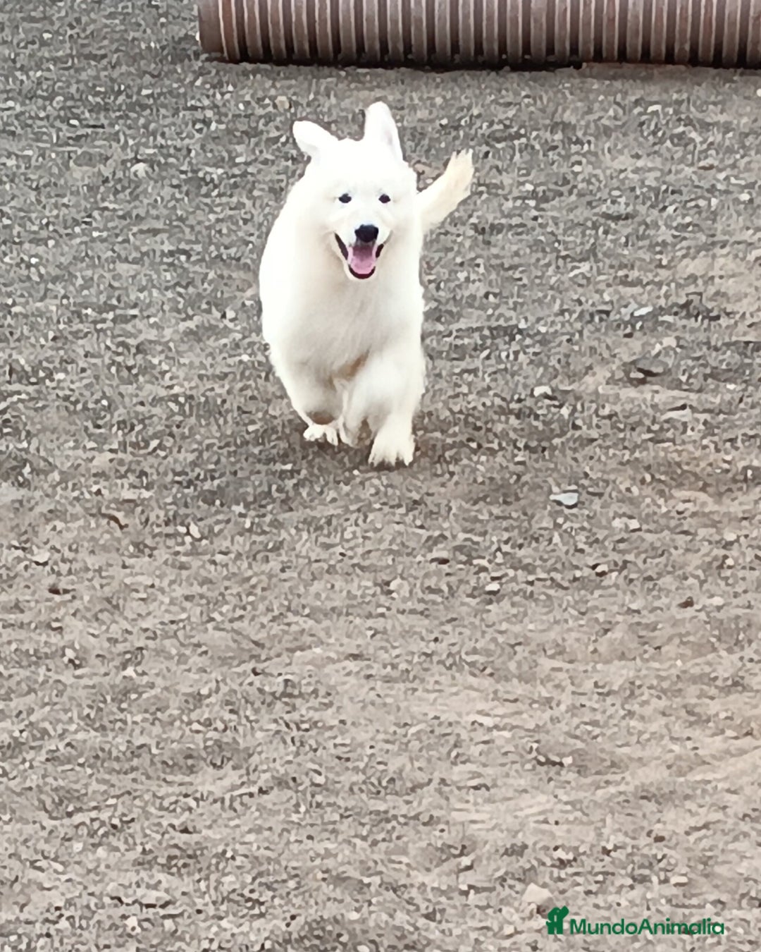 Pastor Blanco Suizo perros en venta: Pastor Blanco Suizo  - Anuncio 11