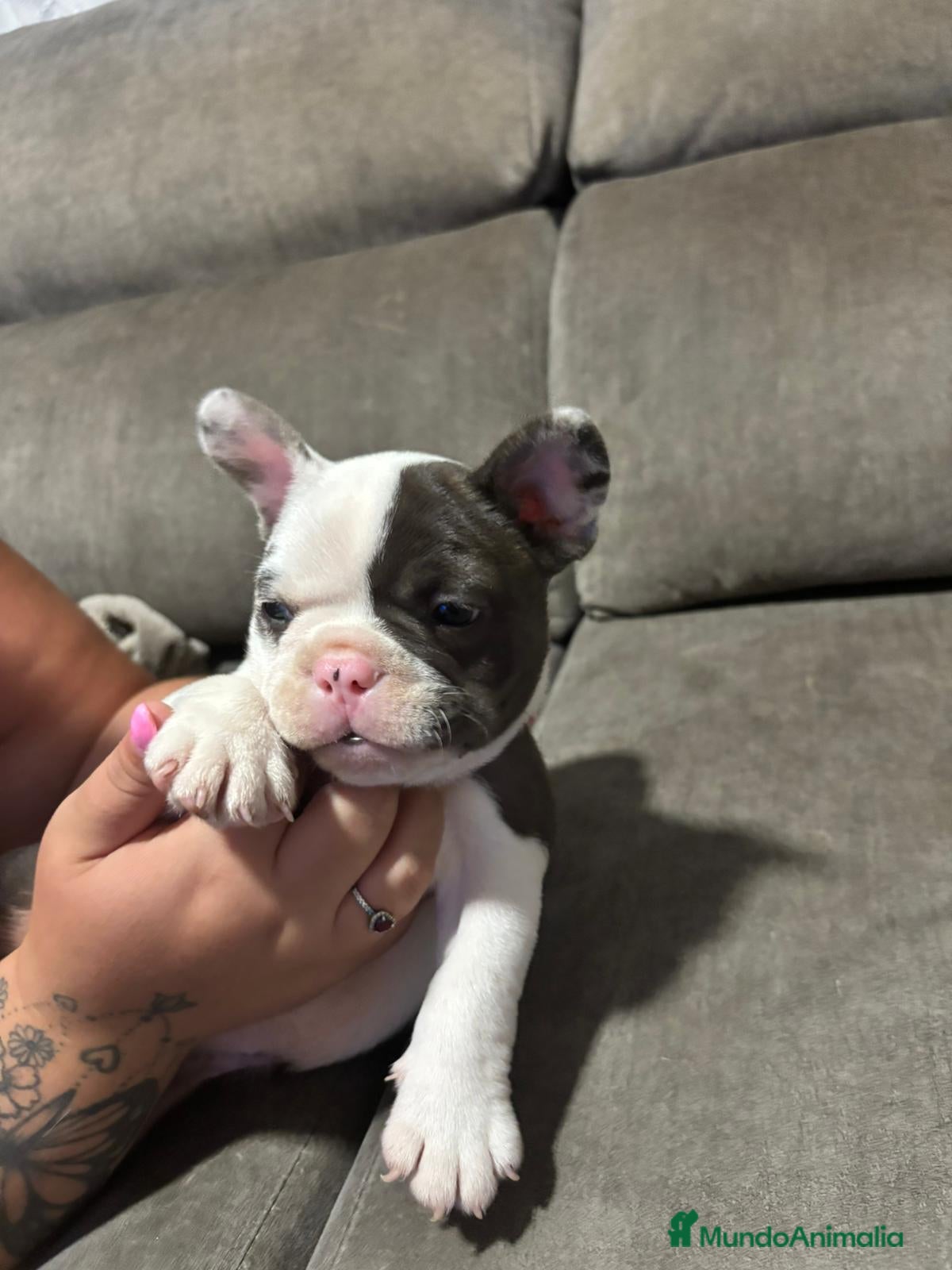 Bulldog Francés perros Bulldog Francés Macho - Anuncio 9