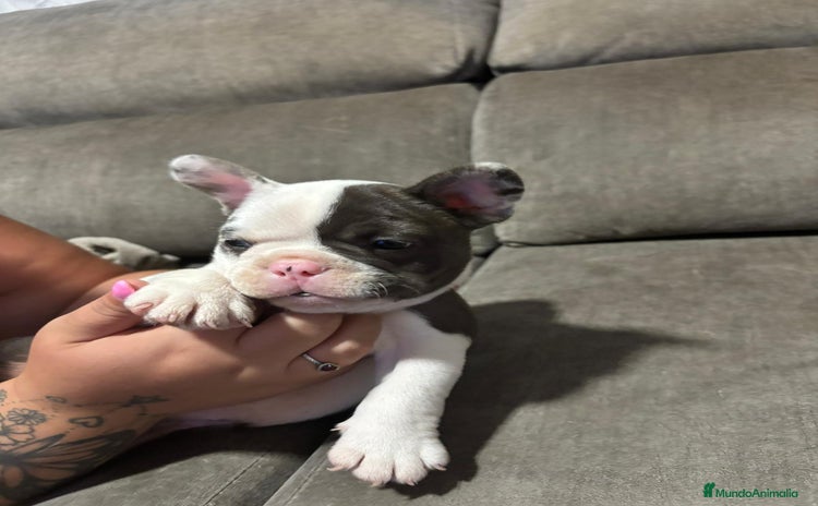 Bulldog Francés perros - Anuncio 5