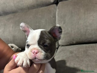Bulldog Francés perros - Anuncio 2