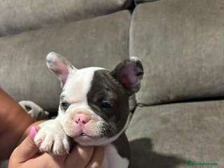 Bulldog Francés perros Bulldog Francés Macho - Anuncio 8