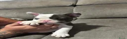 Bulldog Francés perros en venta: Bulldog Francés Macho - Anuncio 1