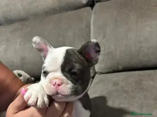 Bulldog Francés perros Bulldog Francés Macho - Anuncio 40