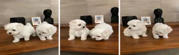 Bichón Maltés perros en venta: BICHON MALTES - BARCELONA  - Anuncio 1