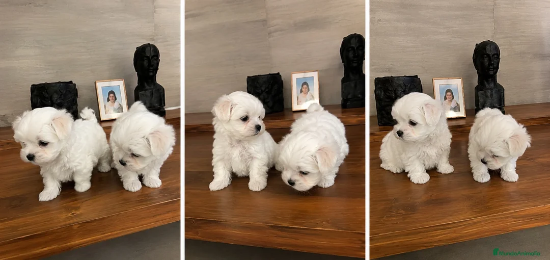 Bichón Maltés perros en venta: BICHON MALTES - BARCELONA  - Anuncio 1