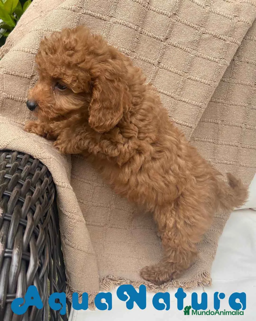 Caniche Toy perros en venta: Caniche Macho 7351 de Bella AQUANATURA en Barcelona - Anuncio 4