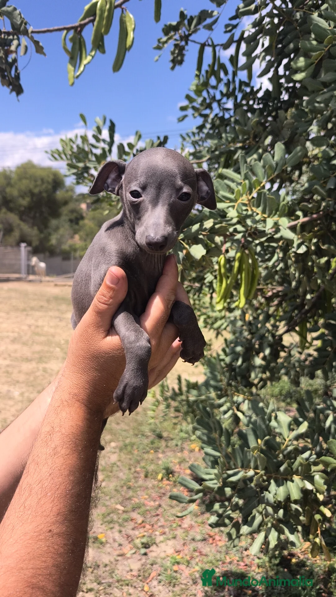Pequeño Lebrel Italiano perros en venta: Pequeño Lebrel Italiano Galgo Italiano Piccolo  - Anuncio 1