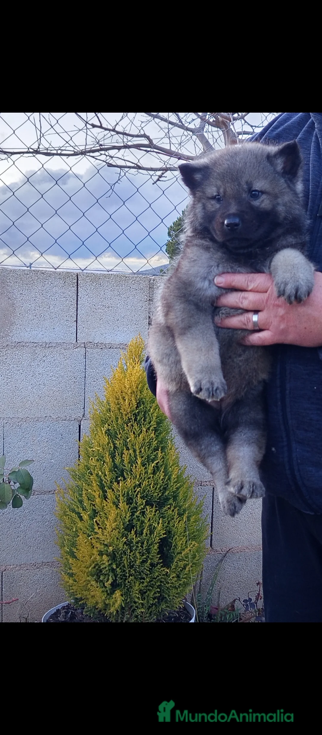 Otras razas perros en venta: Preciosa cachorrita de perro lobo americano  - Anuncio 4