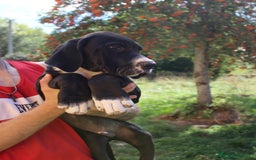 Dogo Alemán perros en venta: Dogo aleman / gran danés  - Imagen 5
