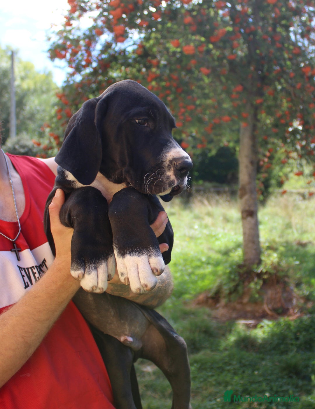 Dogo Alemán perros en venta: Dogo aleman / gran danés  - Imagen 5
