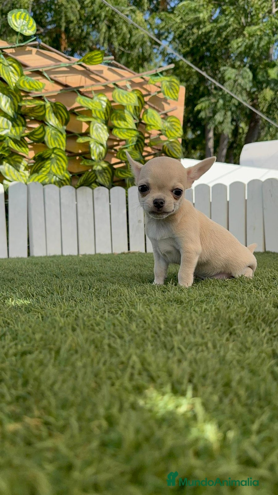 Chihuahua perros en venta: CHIHUAHUA MACHO - Imagen 8