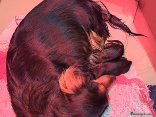 Teckel Miniatura perros Teckel miniatura - Anuncio 1