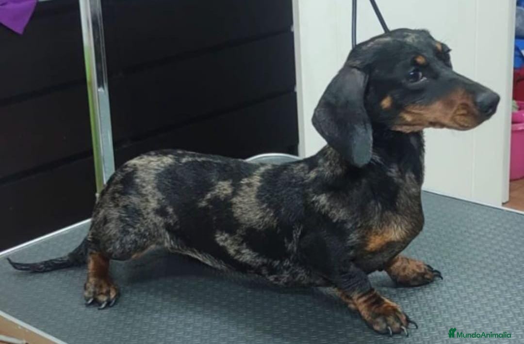 Teckel perros en venta: Teckel kanichen  - Imagen 3
