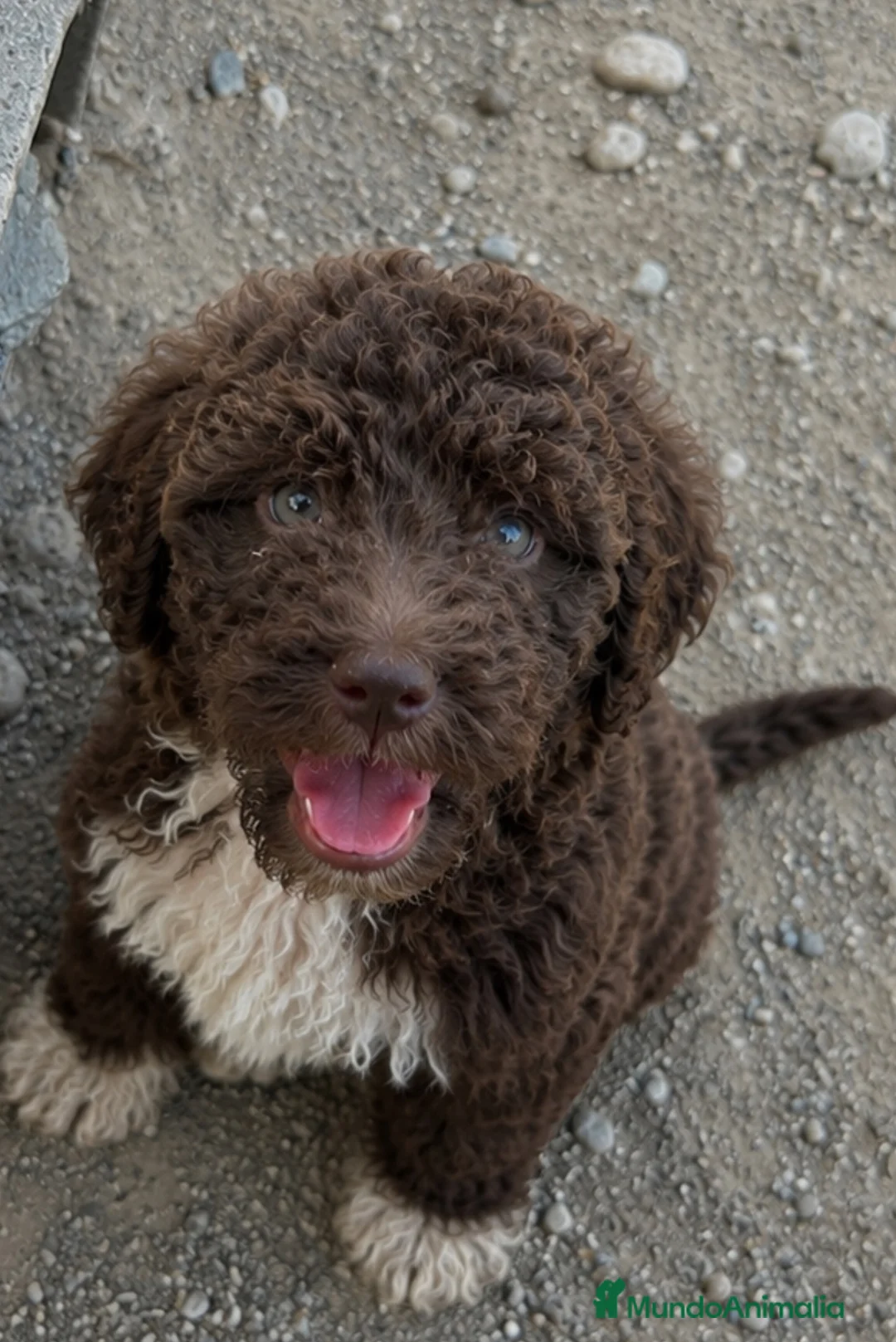 Perro de Agua Español perros en venta: Impresionantes cachorritos de agua - Anuncio 1