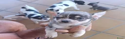 Chihuahua perros en venta: Chihuahua  - Anuncio 13