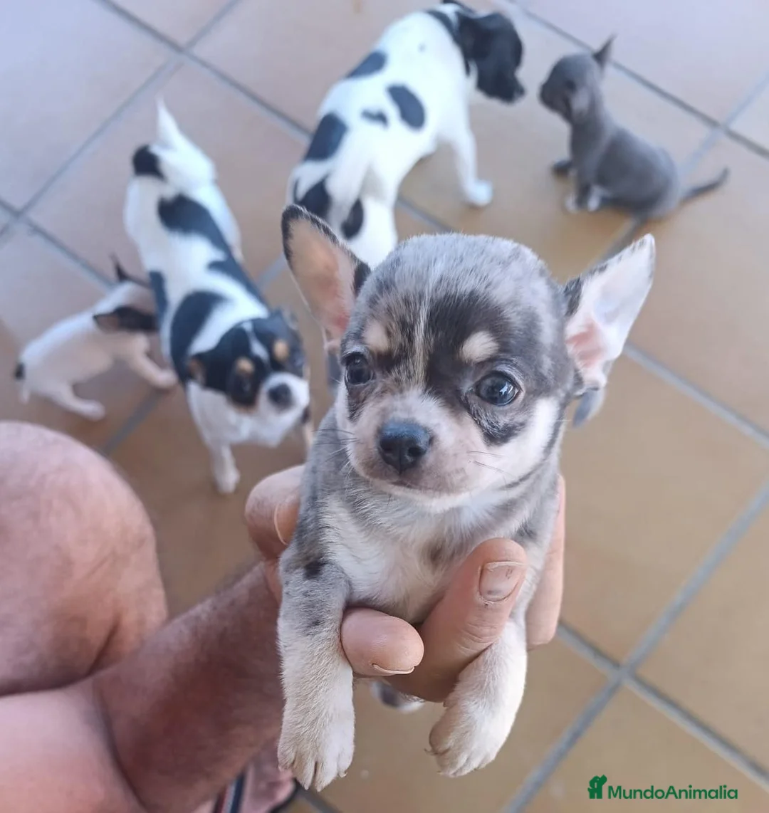 Chihuahua perros en venta: Chihuahua  - Anuncio 13