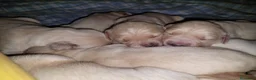 Golden Retriever perros en venta: Golden retriever - Anuncio 10
