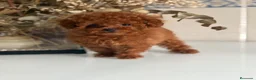 Caniche Toy perros en venta: Caniche toy  - Anuncio 3