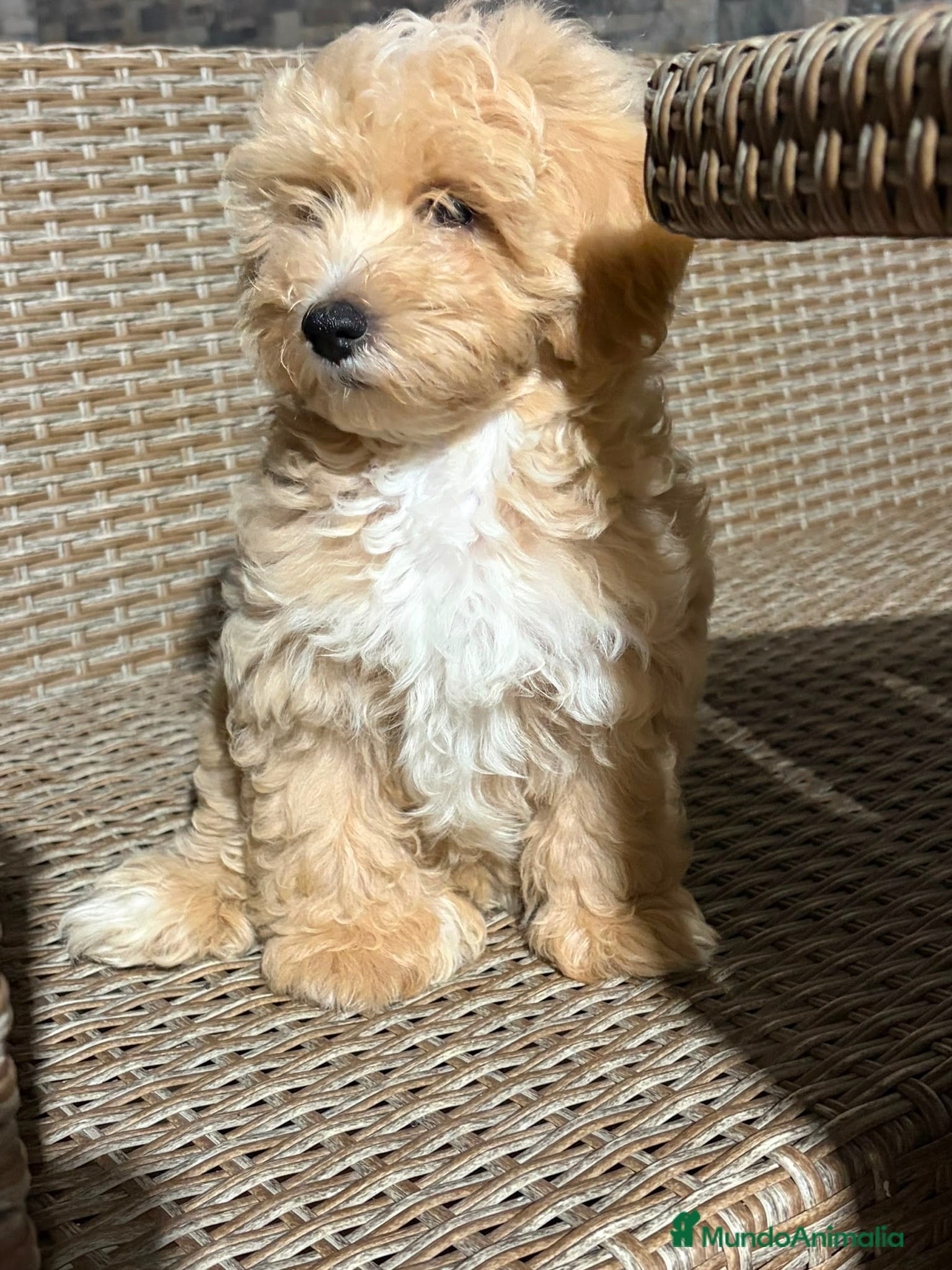 Maltipoo perros Último Maltipo macho🐻⭐️ - Anuncio 1