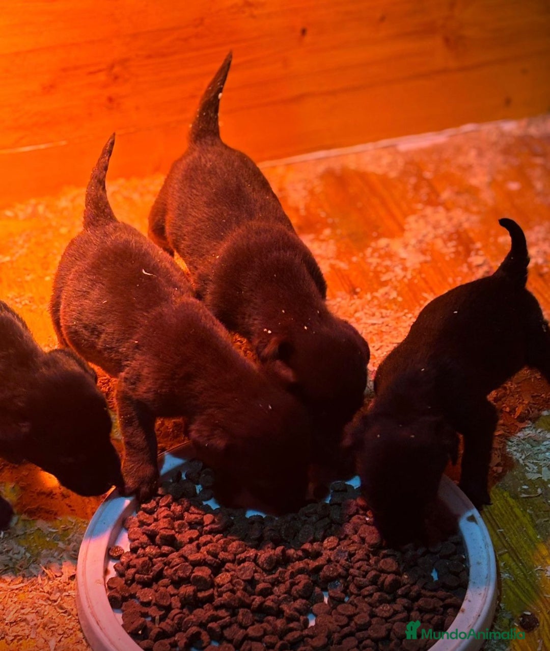 Labrador Retriever perros en venta: Labrador retriever  - Anuncio 1