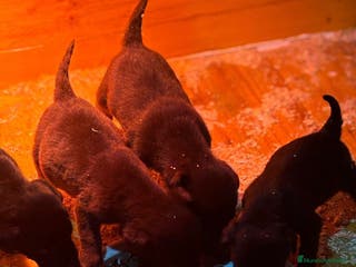 Labrador Retriever perros Labrador retriever - Anuncio 24